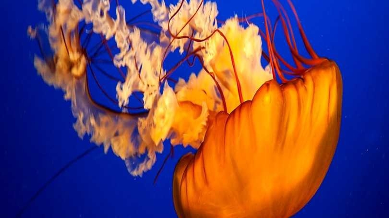jellyfish on christie velvet coreplus LED screen
