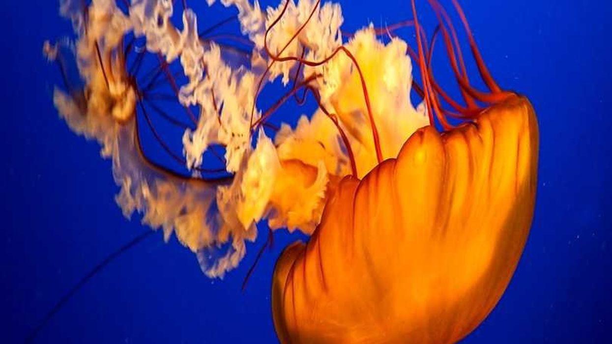 jellyfish on christie velvet coreplus LED screen