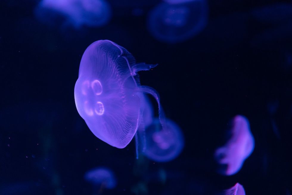 Jellyfish