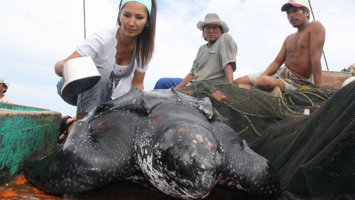 Joanna scanning leatherback turtle SEA LIFE