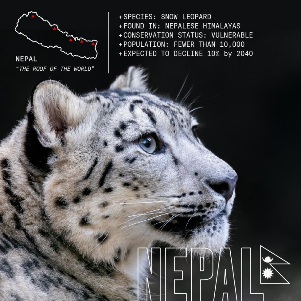 Joe Rohde Snow Leopard