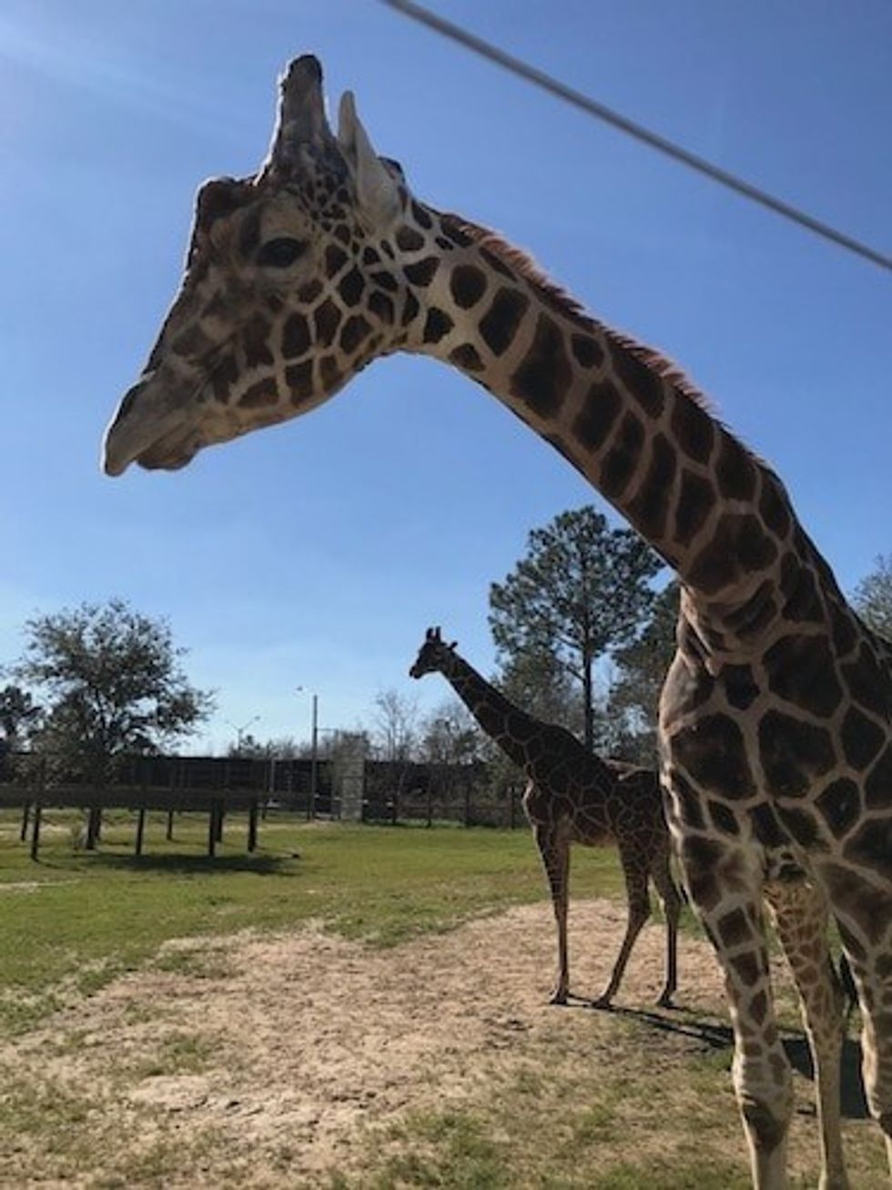 Joel Hamilton says he is looking forward to the new giraffes arriving at the zoo