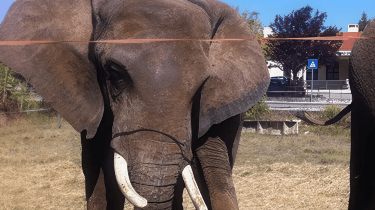 julie circus elephant