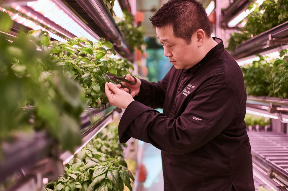 jumeirah eco village