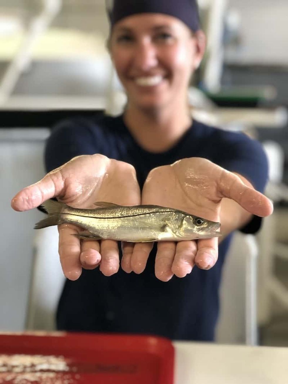 juvenile common snook is PIT-tagged prior to release