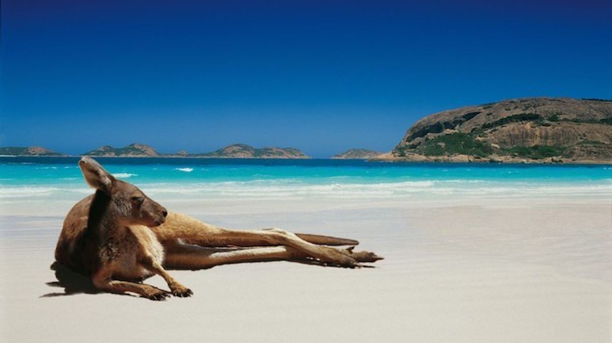 kangaroo australia