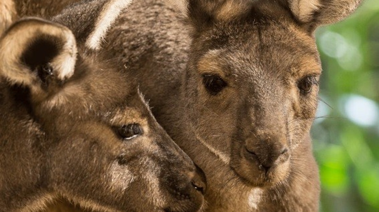 Kangaroos at Walkabout Australia in San Diego Zoo Safari Park.