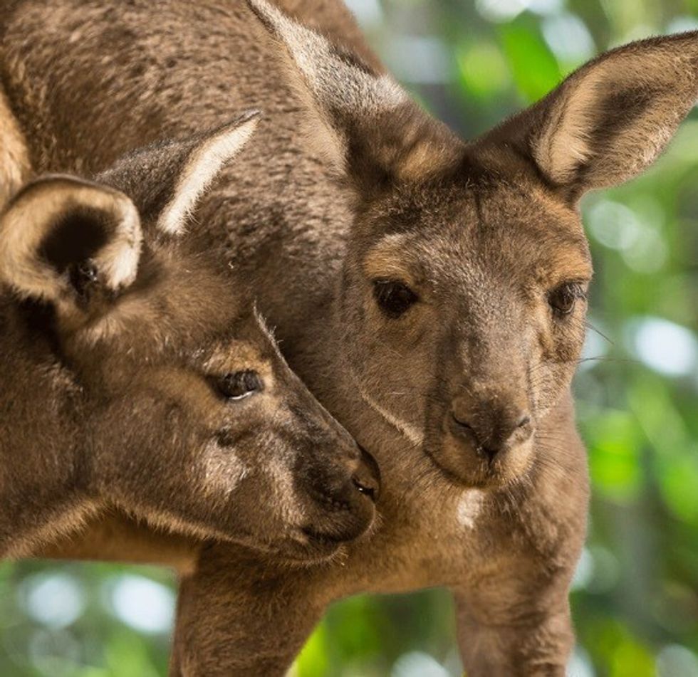 Kangaroos at Walkabout Australia in San Diego Zoo Safari Park.