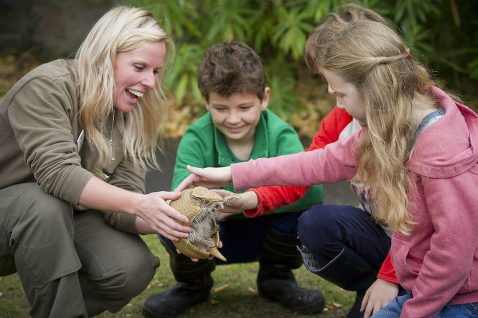 Keeper_Experience_Armadillo_Edinburgh Zoo