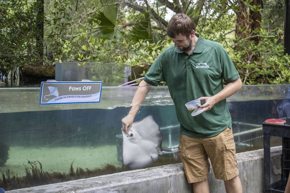 keeper feeding stingray