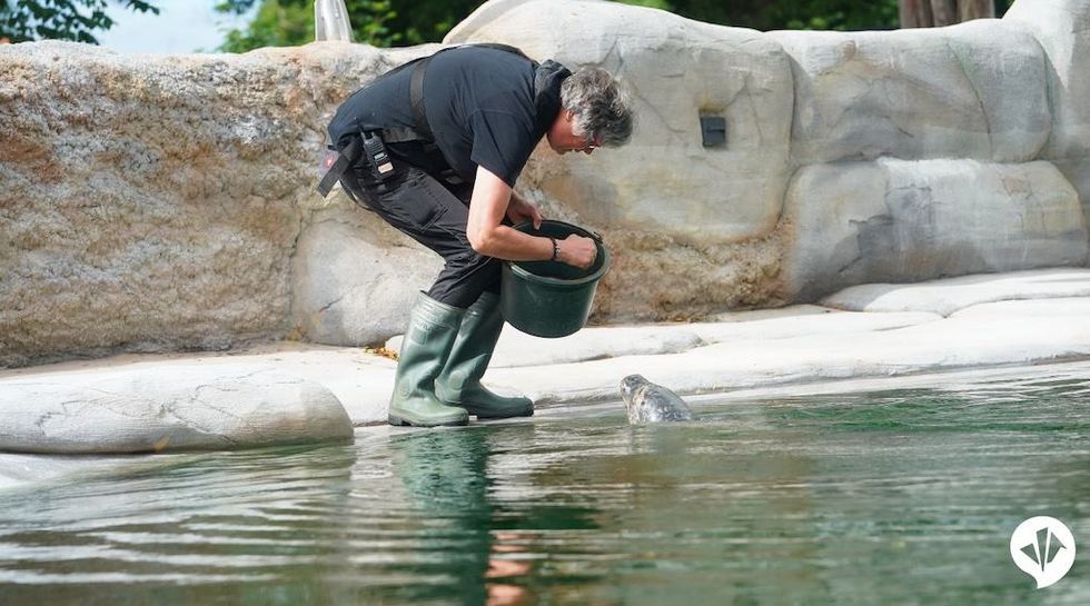 keeper with seal Zoo Osnabrück