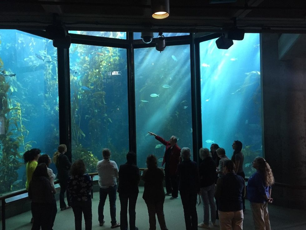 Kelp Exhibit - © Monterey Bay Aquarium