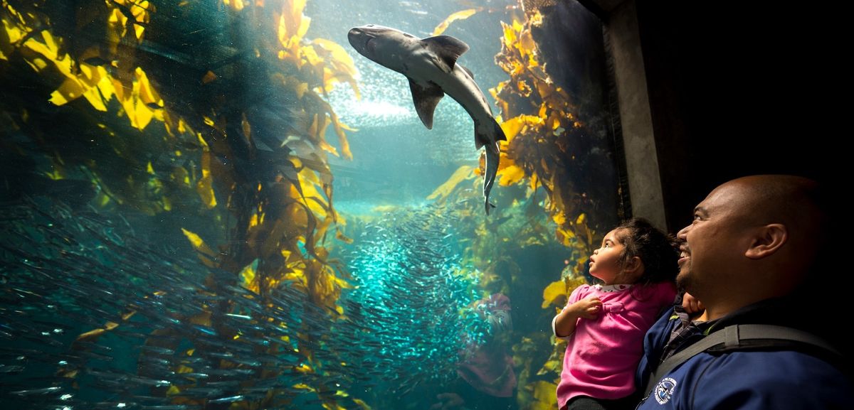 Kelp-forest-Monterey-Bay-Aquarium
