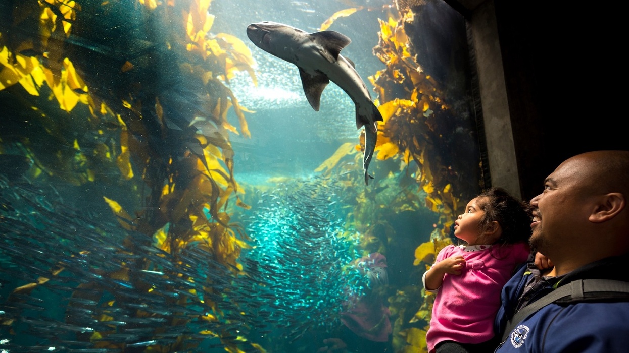 Kelp-forest-Monterey-Bay-Aquarium