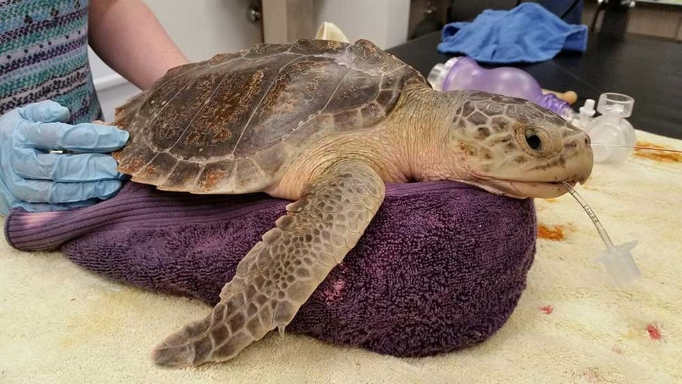 kemps in recovery South Carolina Aquarium Sea Turtle