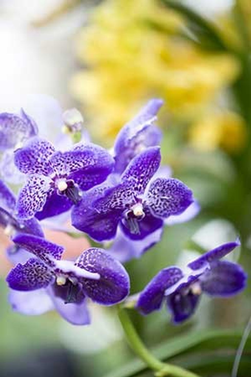 kew orchid blue flower