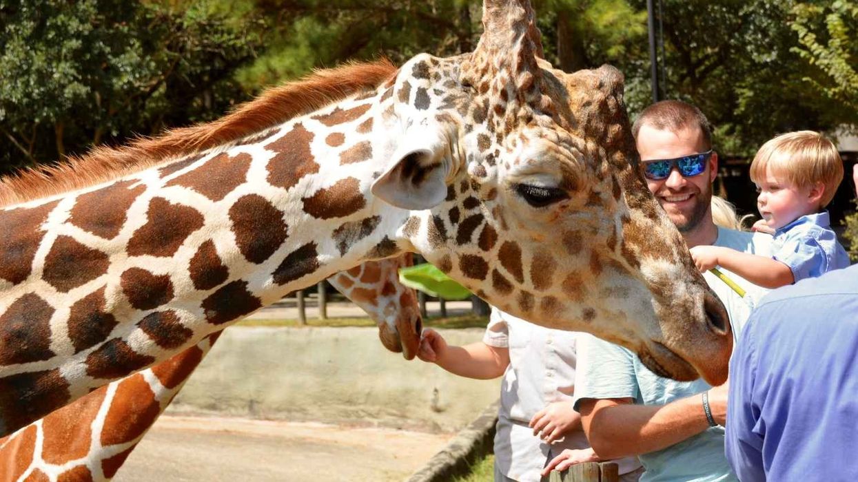 kid strokes giraffe baton rouge zoo, jackson zoo rfp
