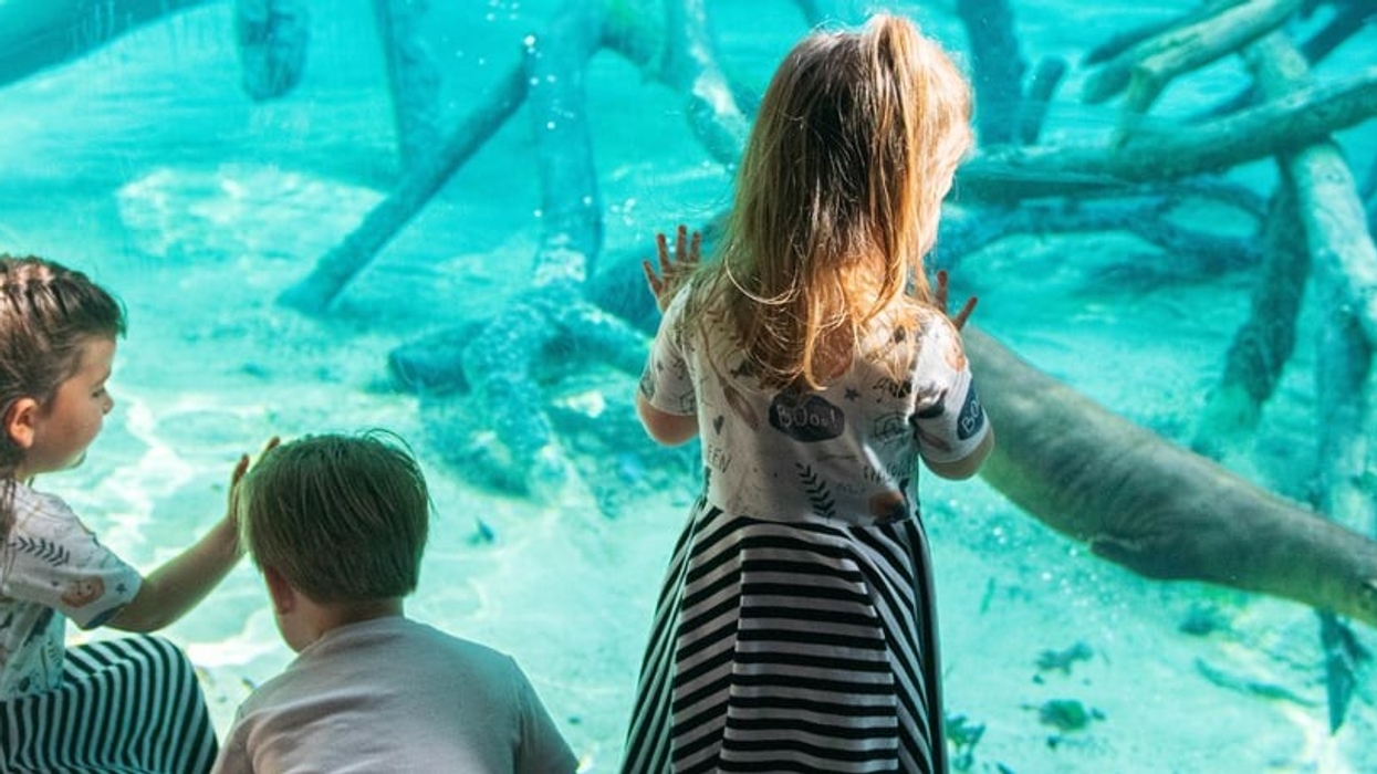 kids-at-houston-zoo
