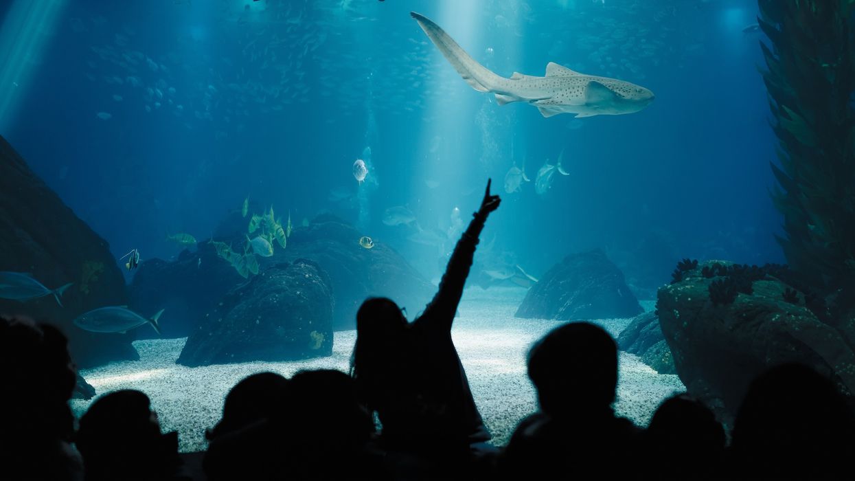 Kids During Underwater Life Class in Oceanarium. Children Watching Fish. Teacher Showing Sharks, Rays, Sunfish, Mantas