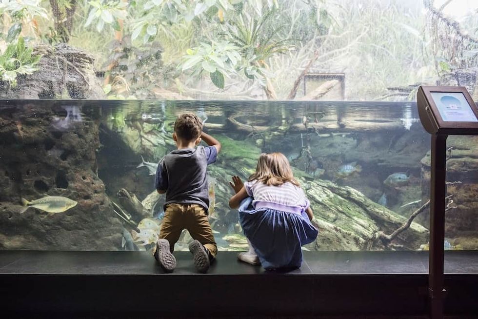 Kids in Amazon Rising exhibit at Shedd Aquarium