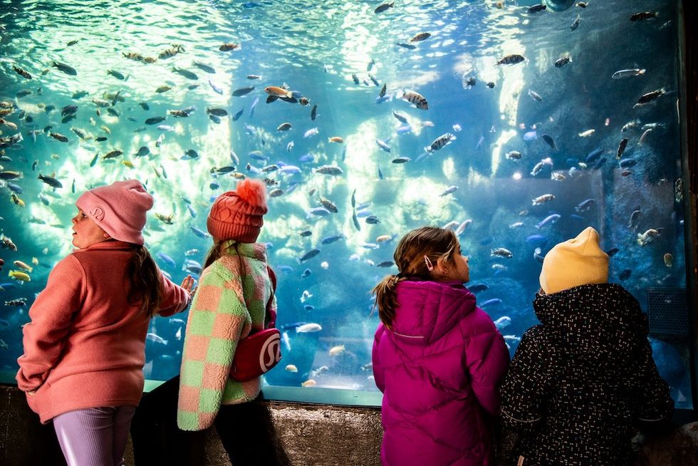 kids look at fish Toronto Zoo
