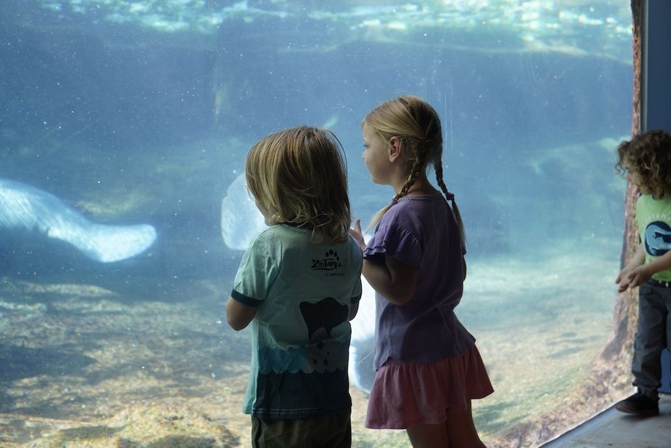 Kids watching manatees through aquarium glass.