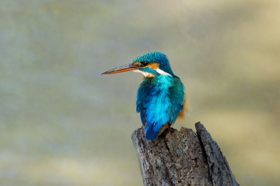 Kingfisher at Slimbridge Wetland heroes