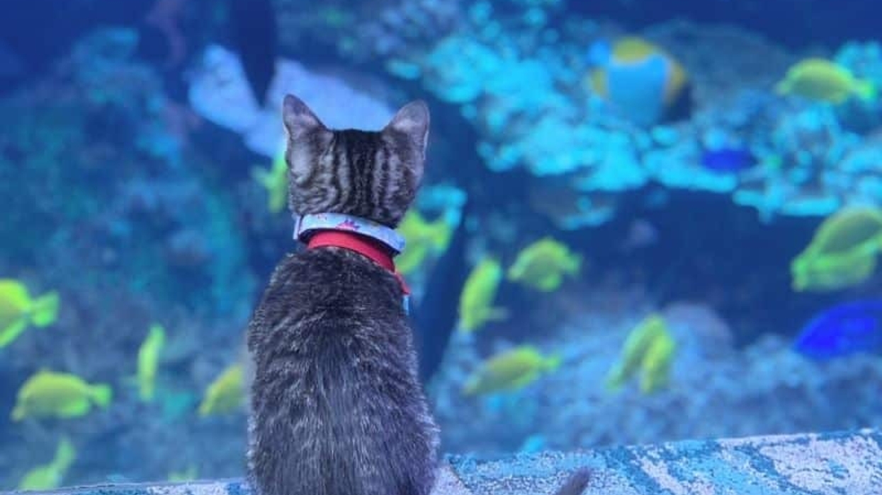 Kitten watching fish at Georgia Aquarium