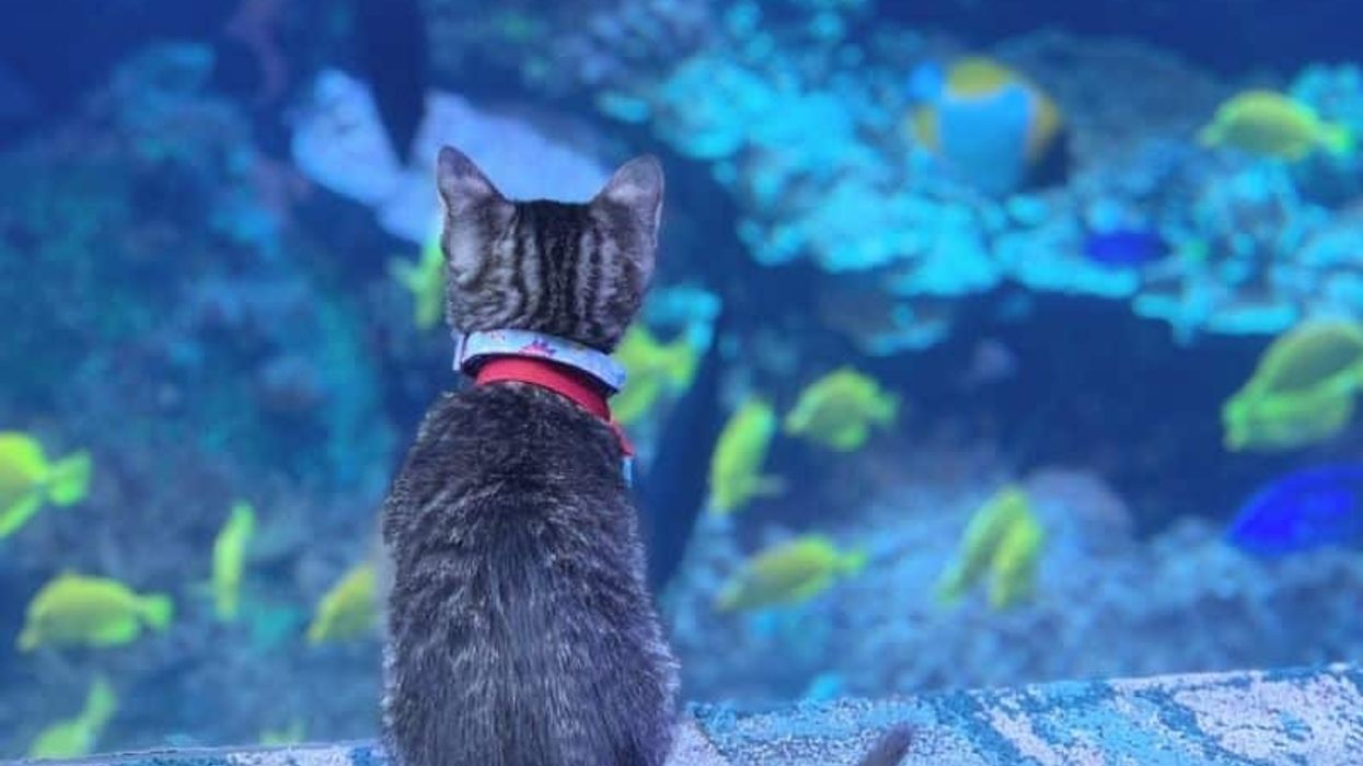 Kitten watching fish at Georgia Aquarium