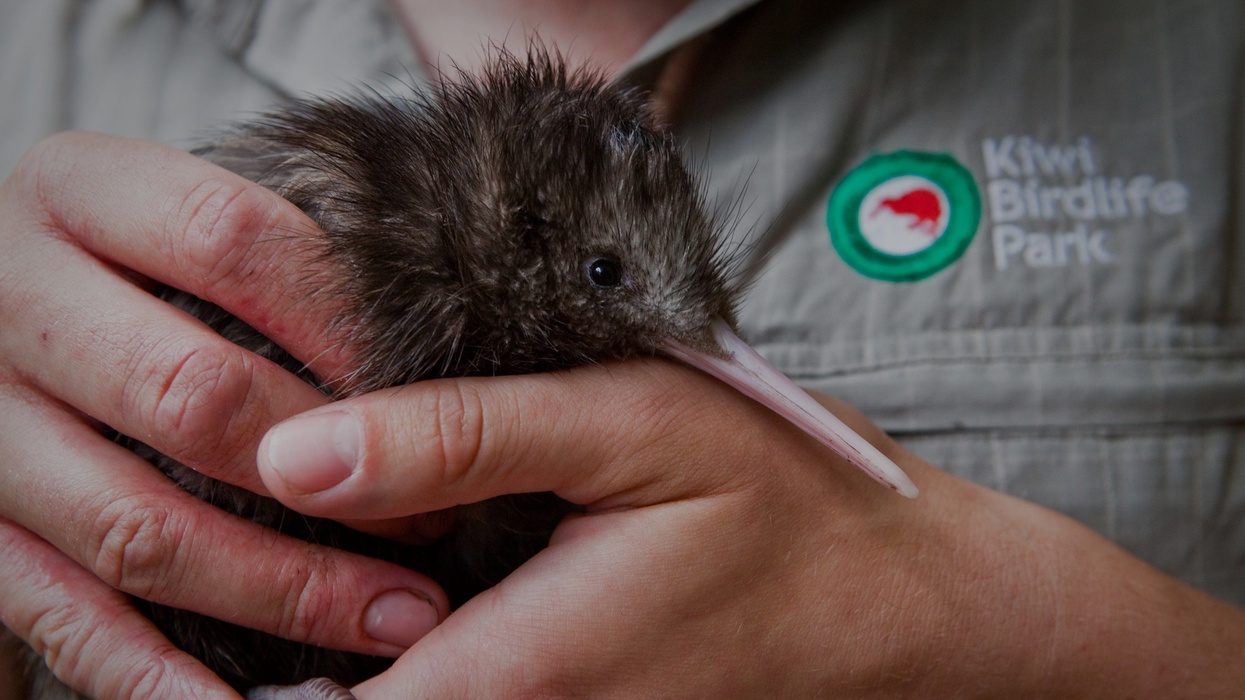 Kiwi at Kiwi Birdlife Park in Aoteoroa New Zealand