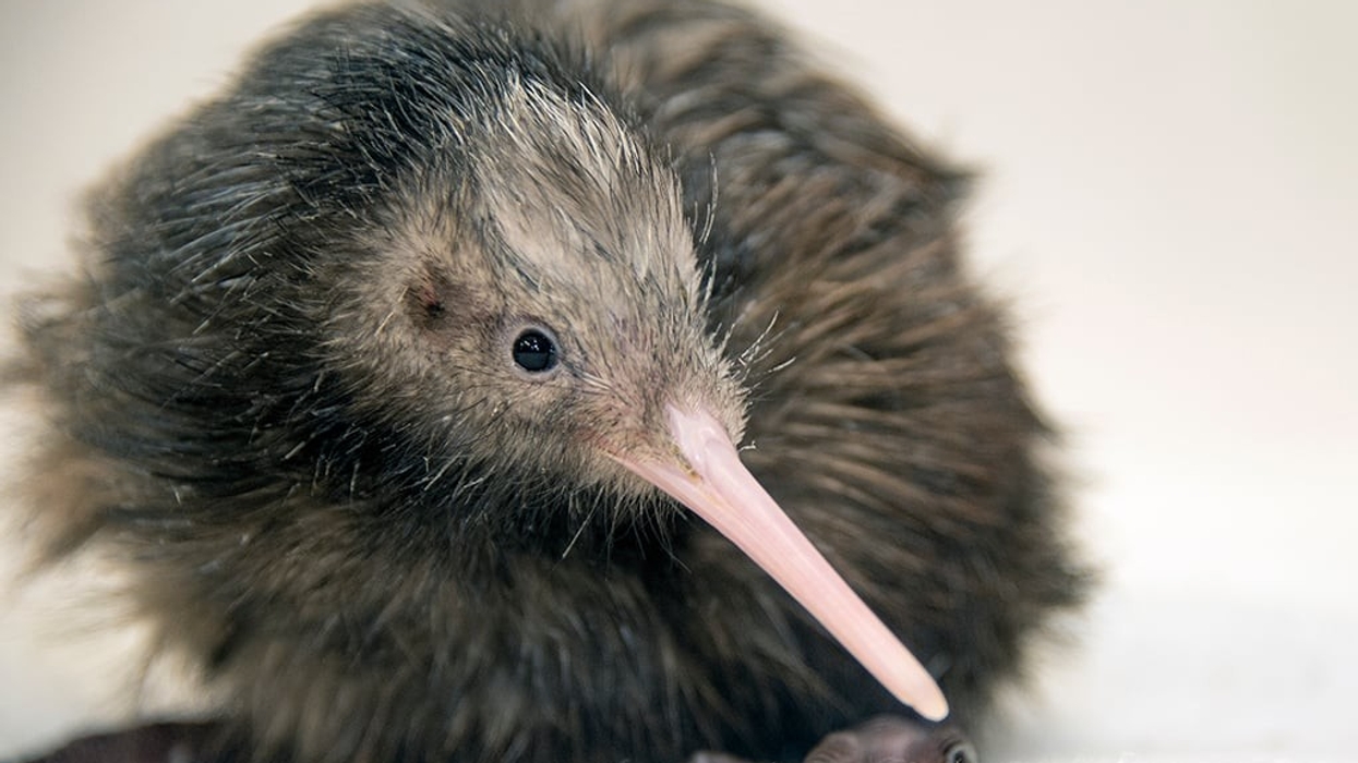 kiwi zoo miami