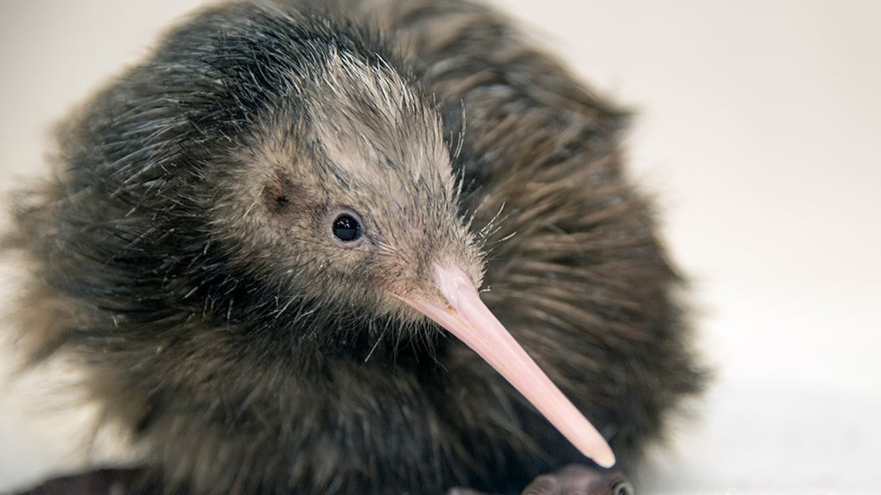 kiwi zoo miami