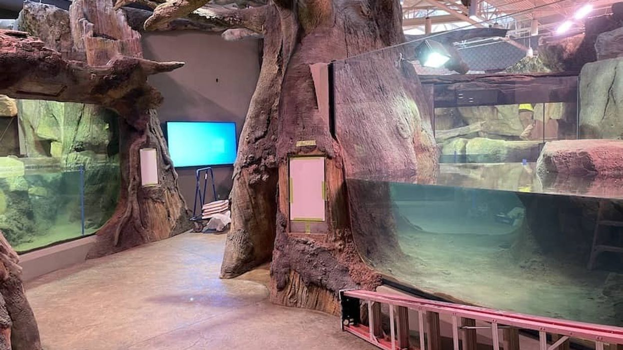 Knoxville Zoo ARC Longhorn Organics