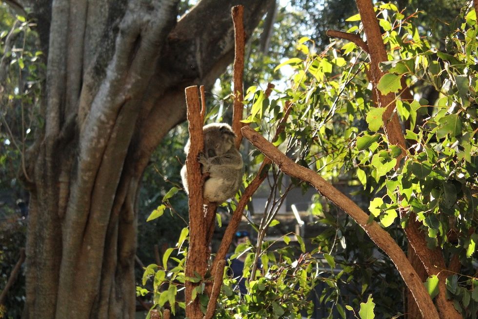 Koala at Lone Pine Koala Sanctuary in Queensland, Australia