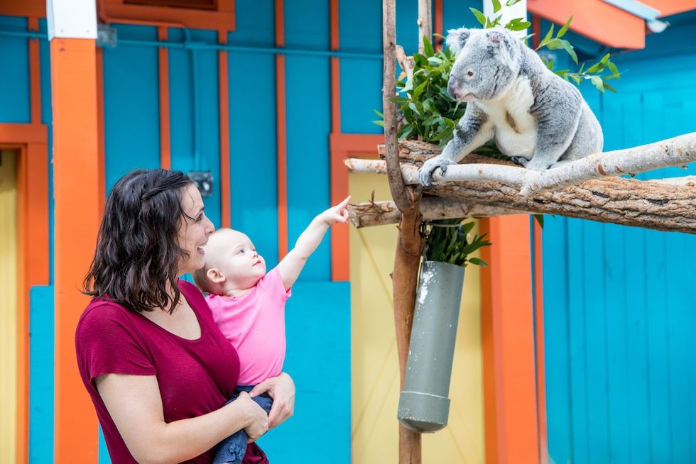 Koala_at ZooTampa