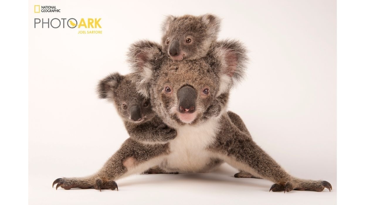 Koala mother with two joeys on her back, against a plain white background in National Geographic Photo Ark