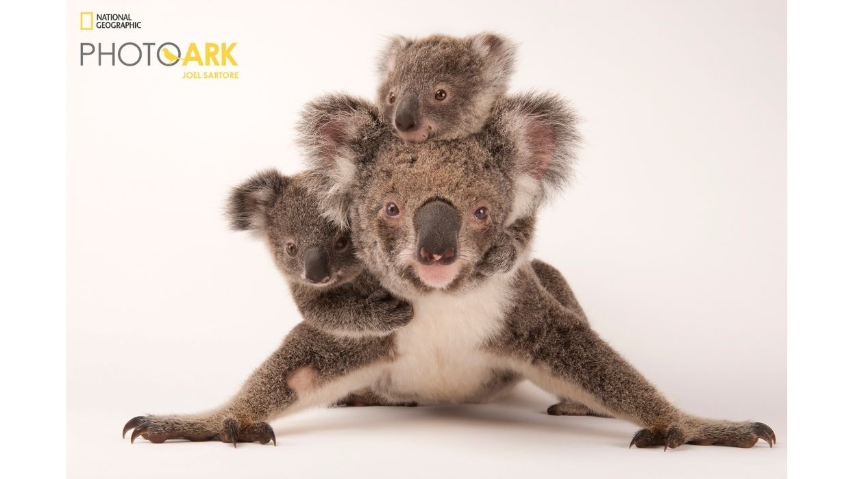 Koala mother with two joeys on her back, against a plain white background in National Geographic Photo Ark