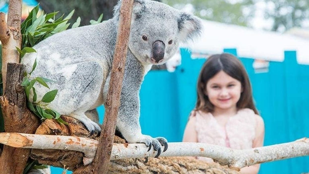 koala-photo-encounter-zootampa