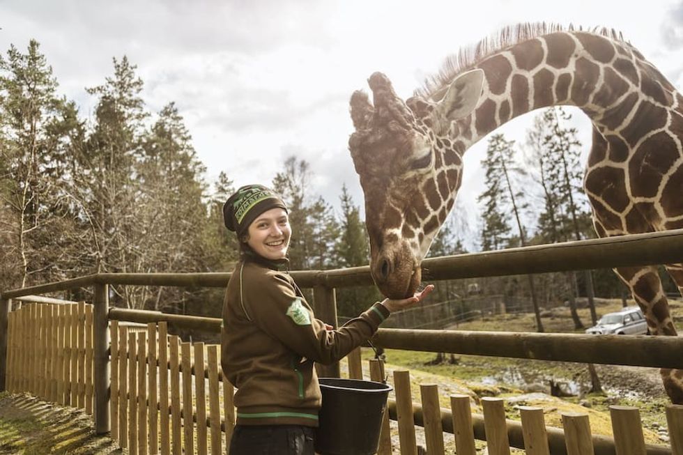 Kolmården_giraffe feeding Parks and Resorts Scandinavia
