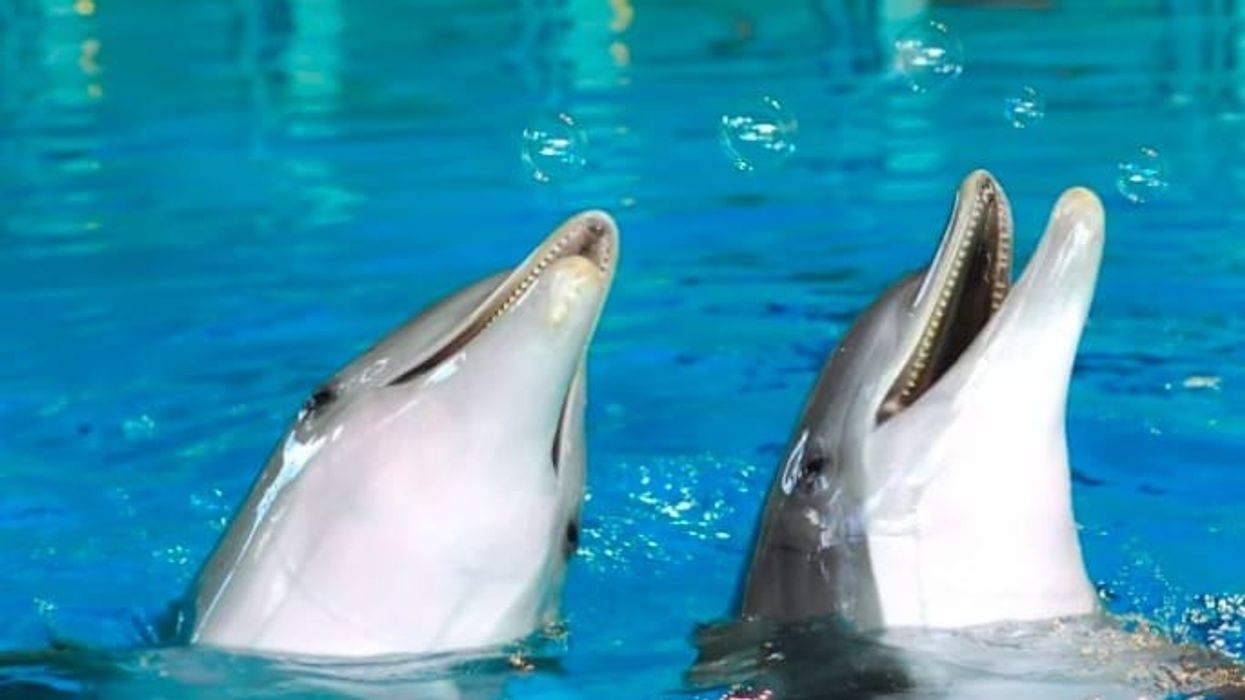 kolmarden zoo dolphins