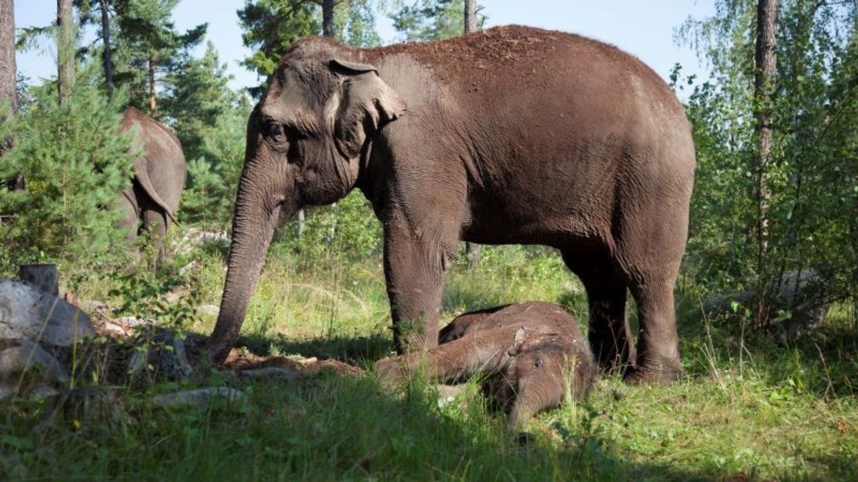 Kolmarden Zoo two asian elephants