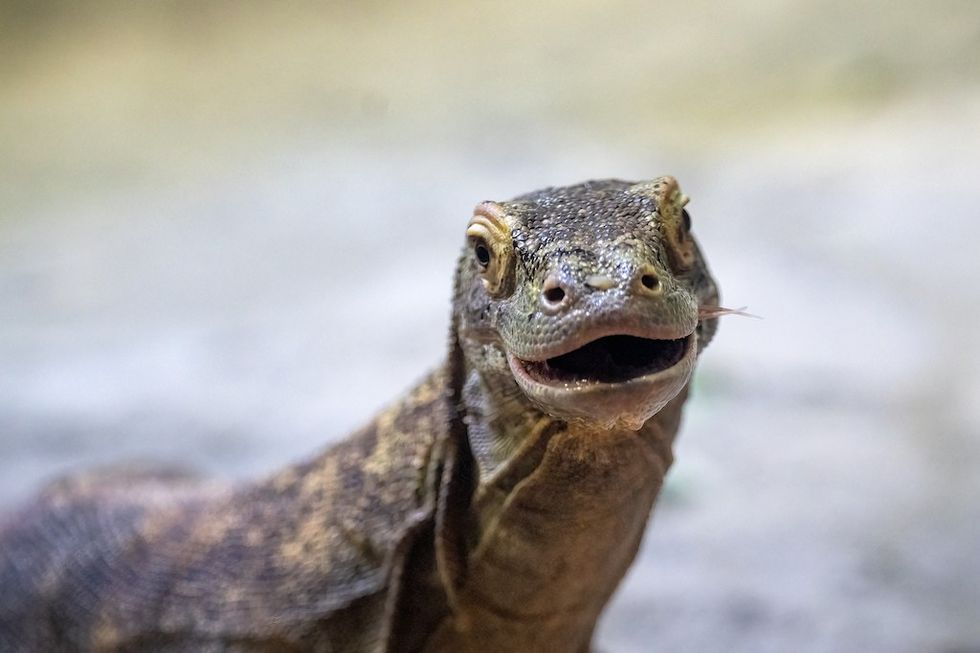 Komodo Dragon Virginia Aquarium