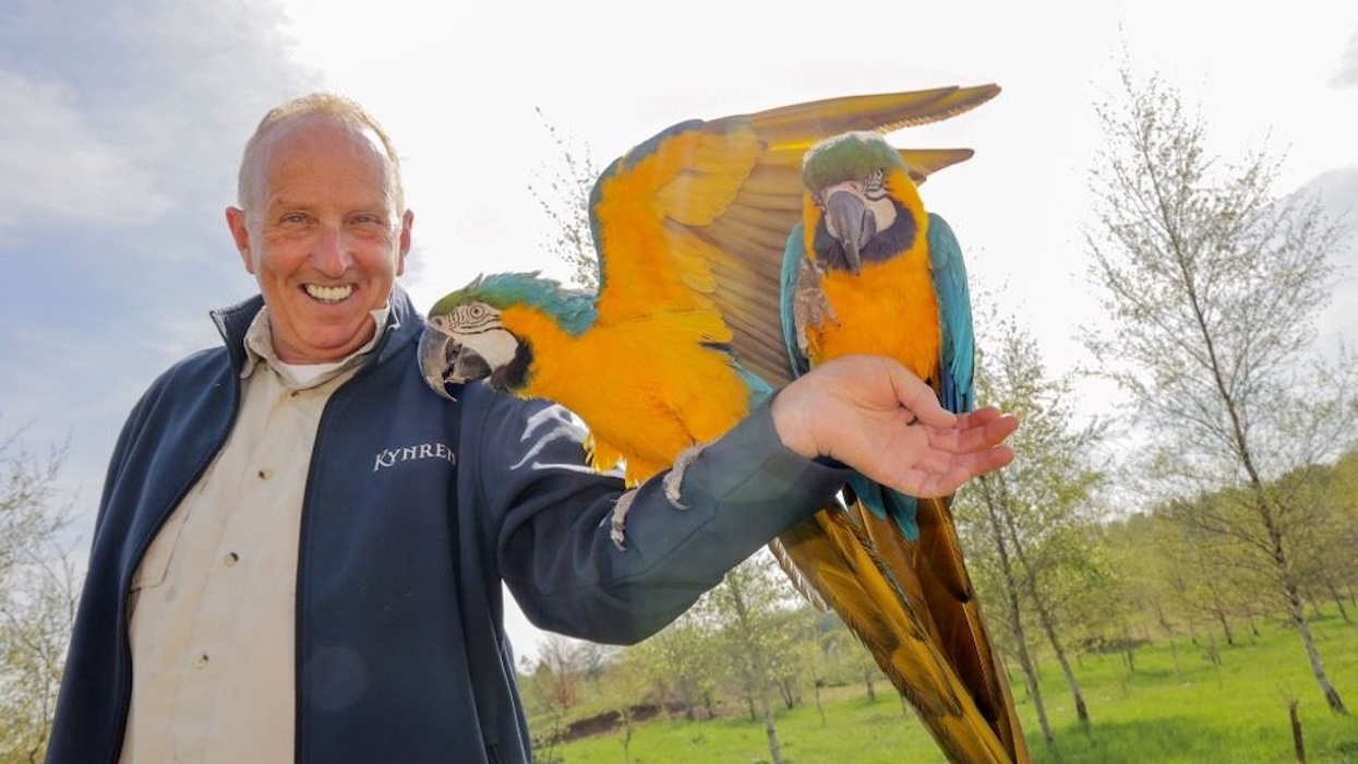kynren bird show