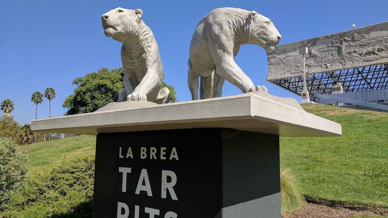 la brea tar pits and museum cave lion sculptures