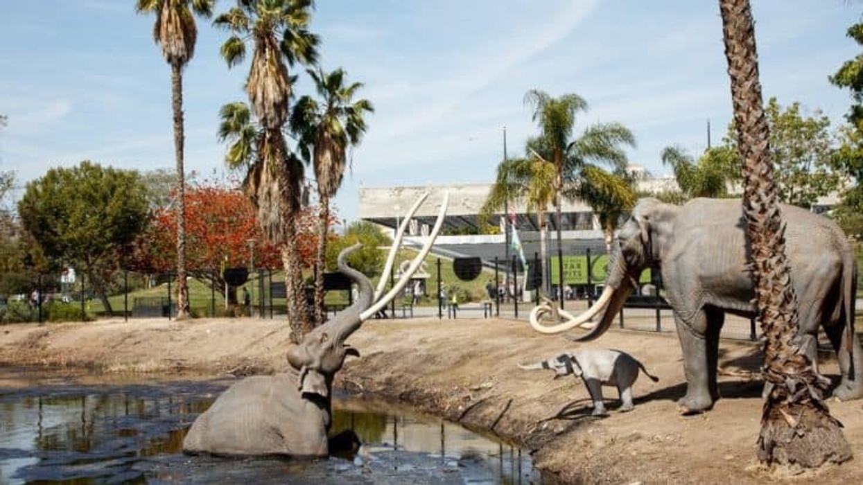 la brea tar pits
