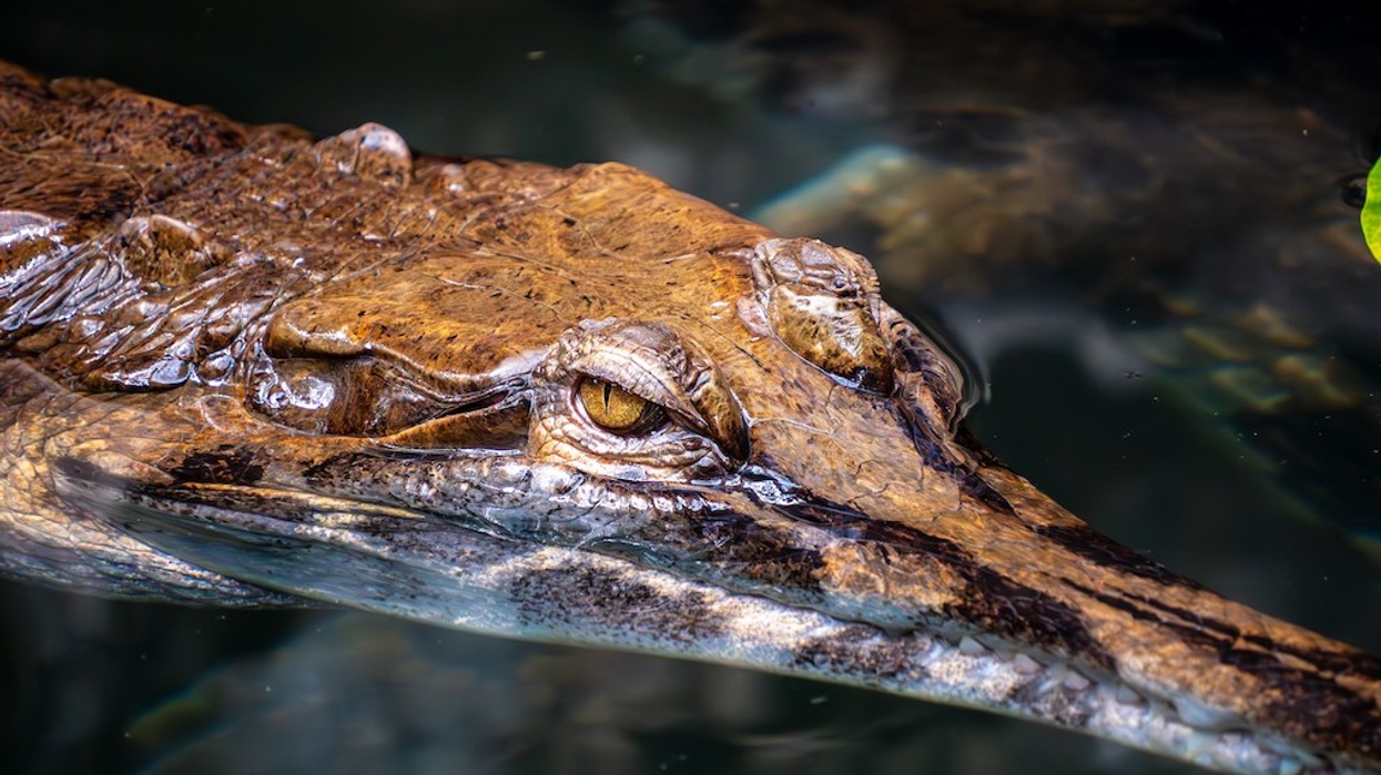 La Ferme aux Crocodiles - Réserve Tropicale
