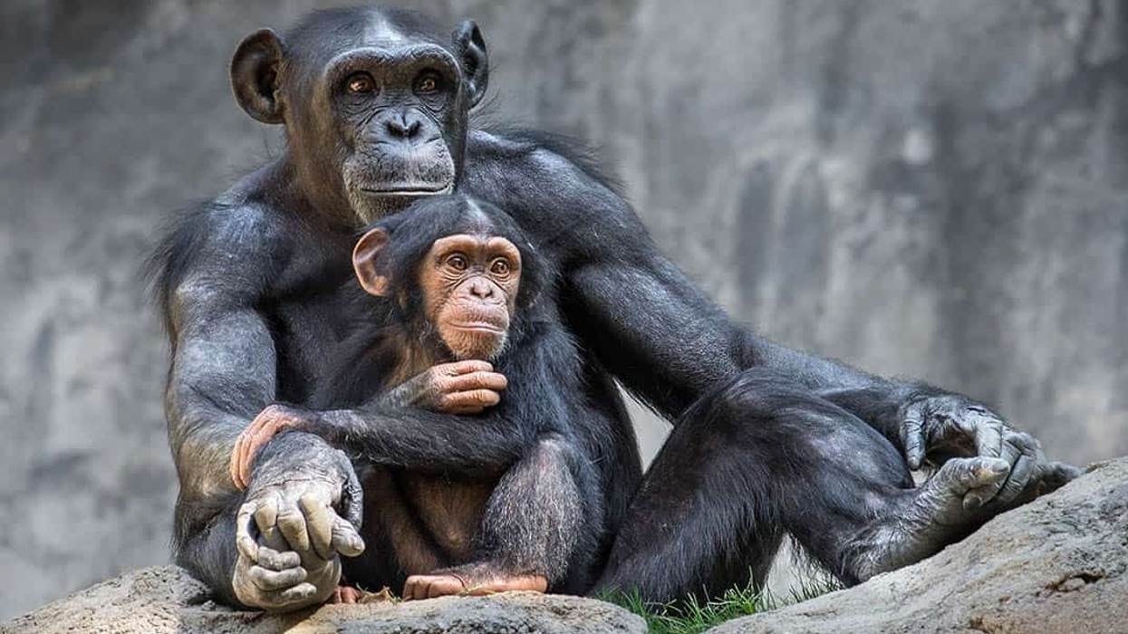 la zoo conservation plan