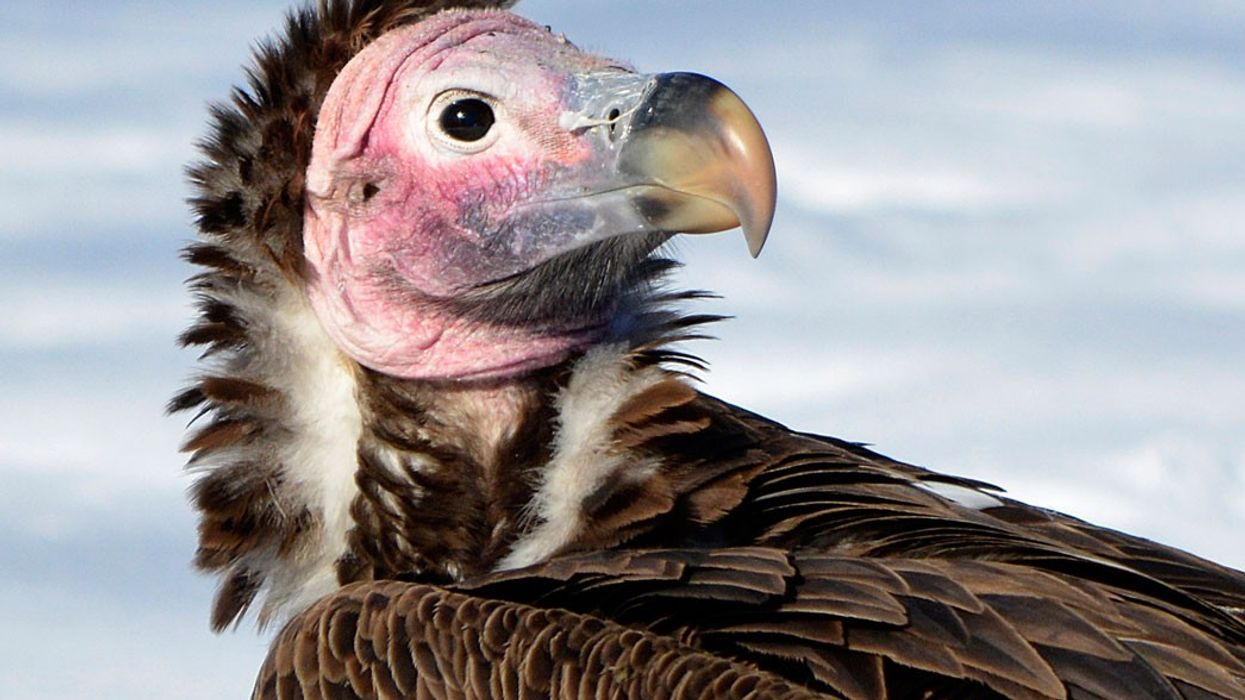 Lappet faced vulture from Detroit Zoo, run by the Detroit Zoological Society which is opening the Great Lakes Nature Center.