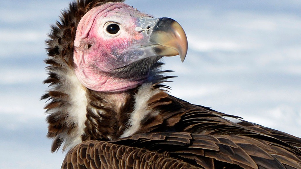 Lappet faced vulture from Detroit Zoo, run by the Detroit Zoological Society which is opening the Great Lakes Nature Center.