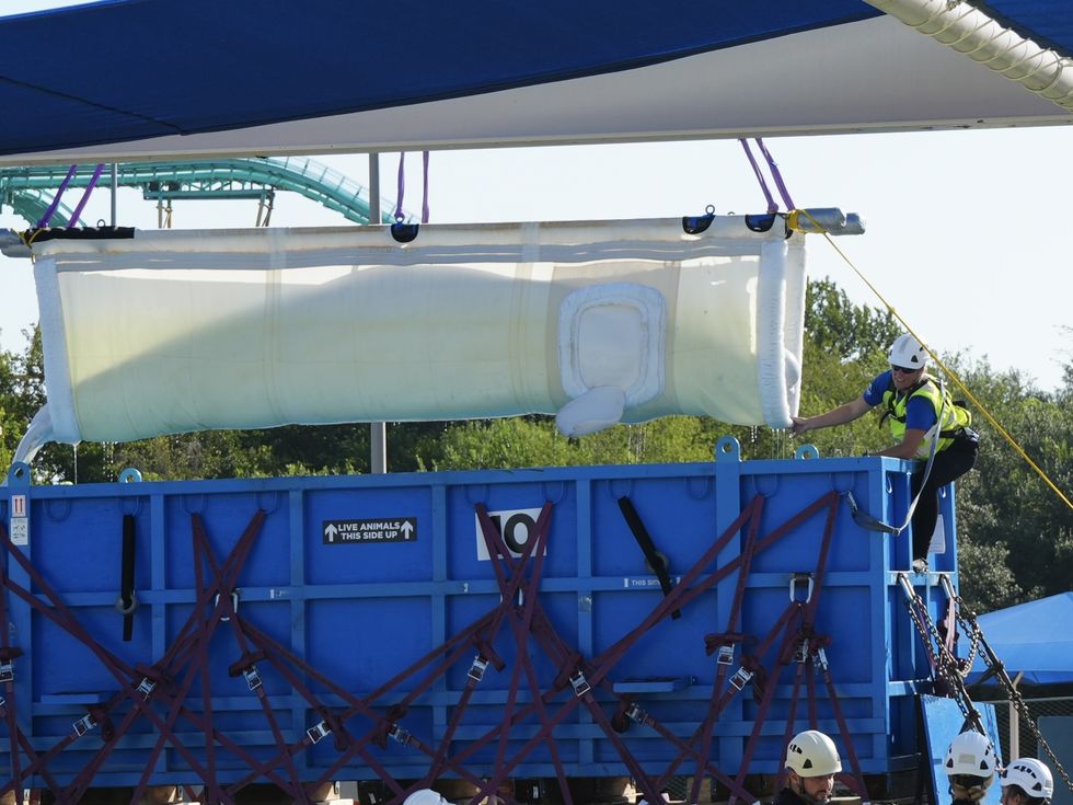 Large container with beluga whale being lifted, overseen by workers in safety gear.